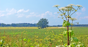 Hogweed. It is tall. The tops have white, flat flowers. The leaves are round and light green.