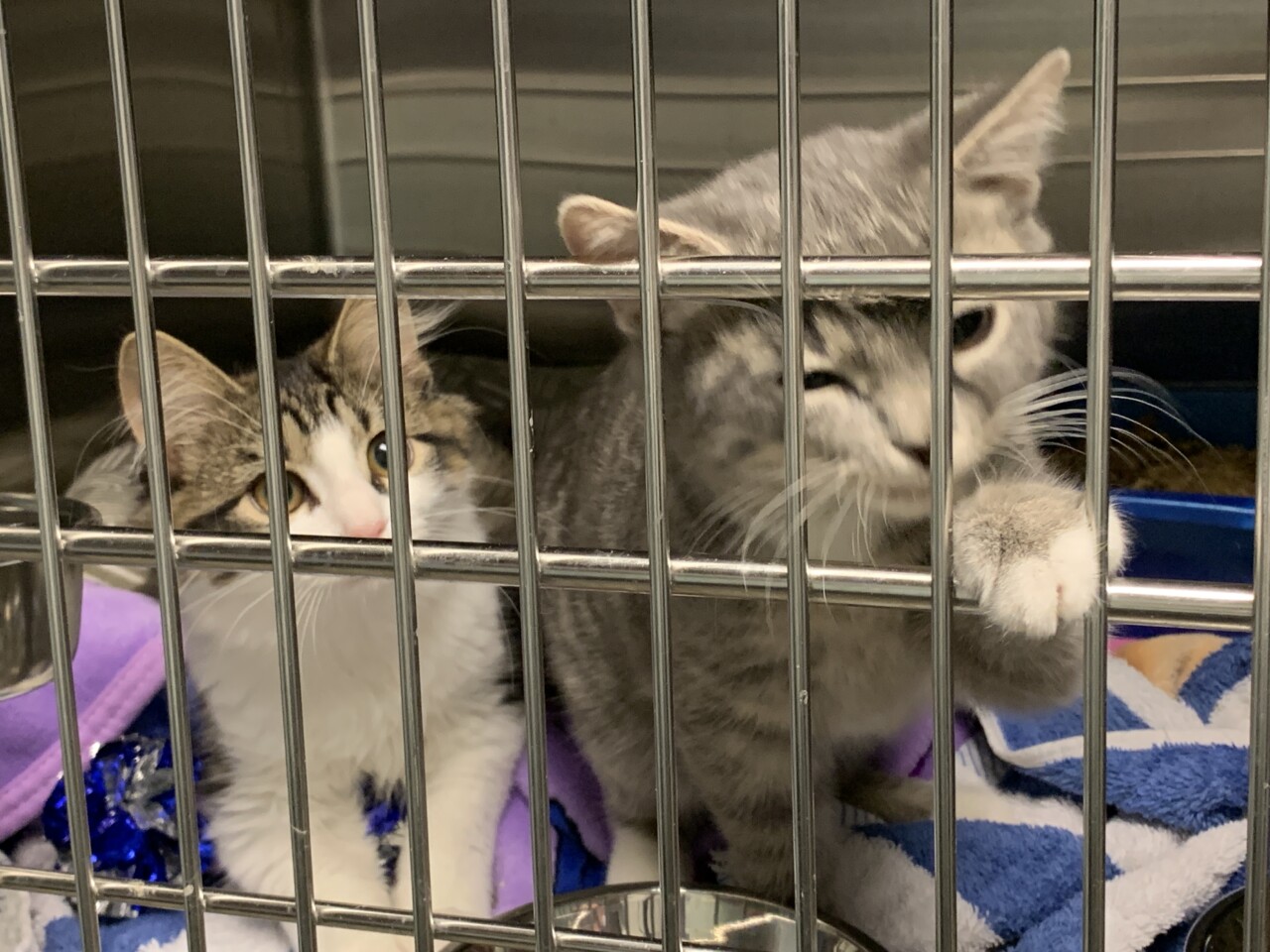 WATCH You can play a big role at the Fredericksburg SPCA right now