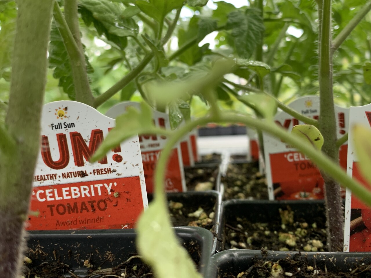 PHOTOS RAAI plant sale continues at 750 Kings Highway Fredericksburg