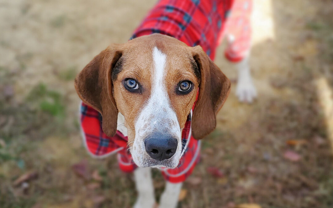 Empty the Shelters in December