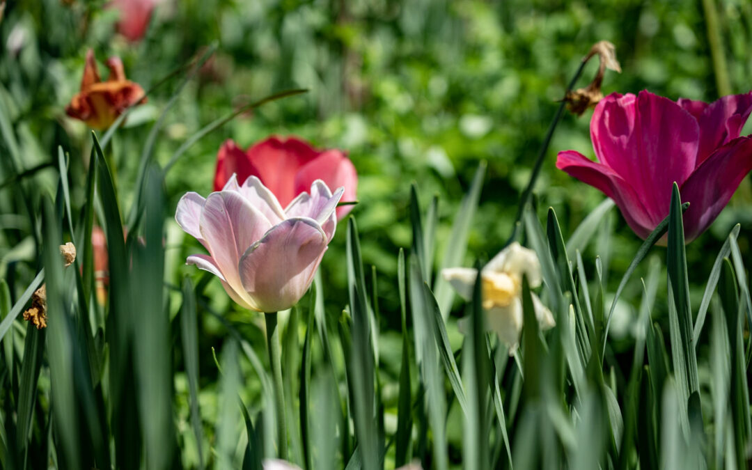 Historic Garden Day