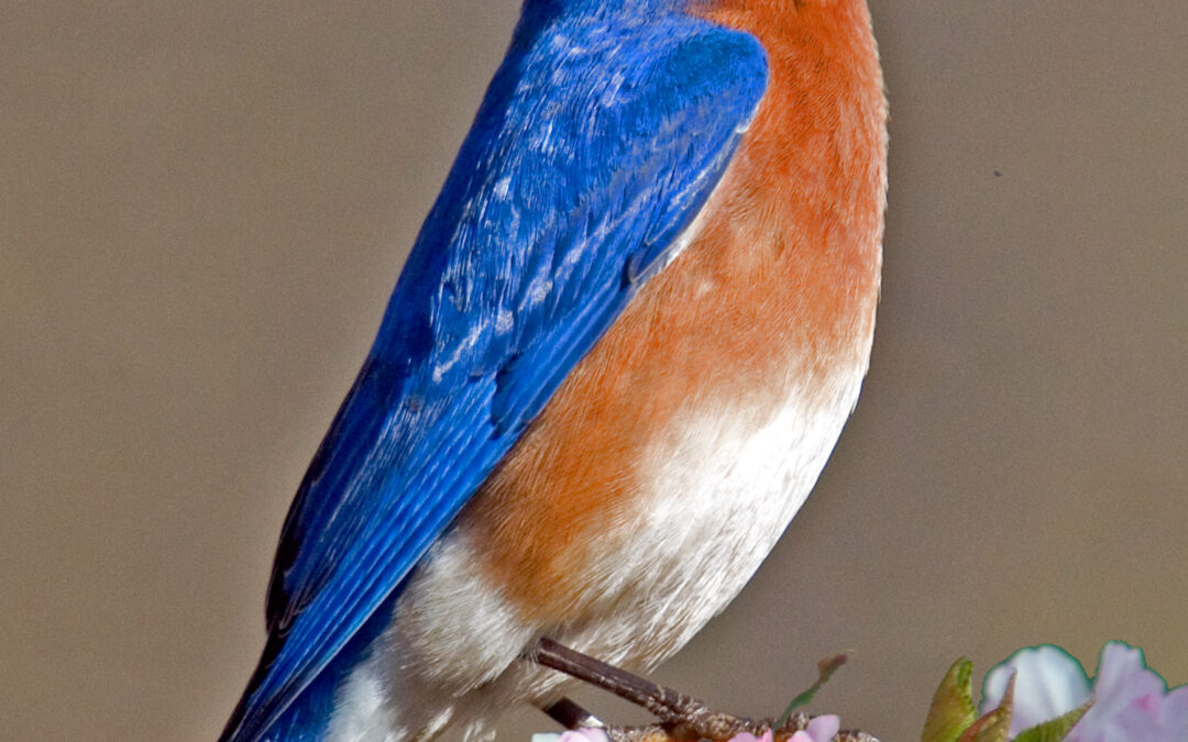 Bluebird 101