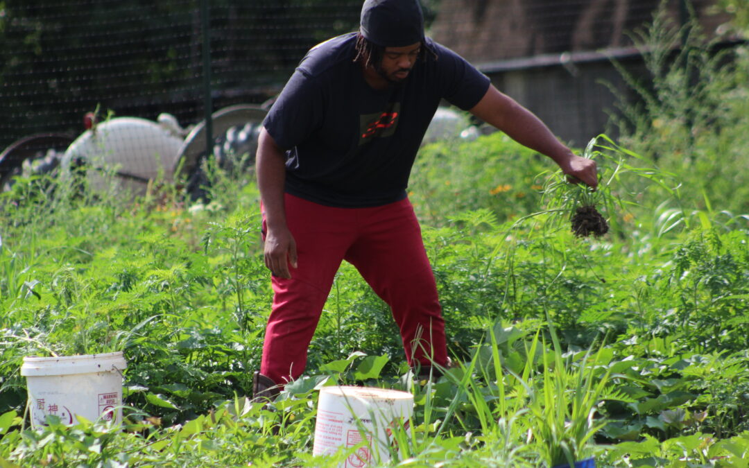 PHOTOS:  Weeds glaore…but Rapahannock Education Farm has volunteers to pull them