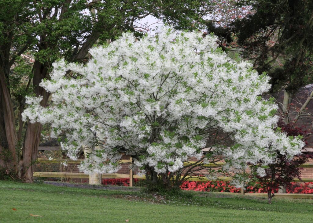 Free Native Tree Giveaway