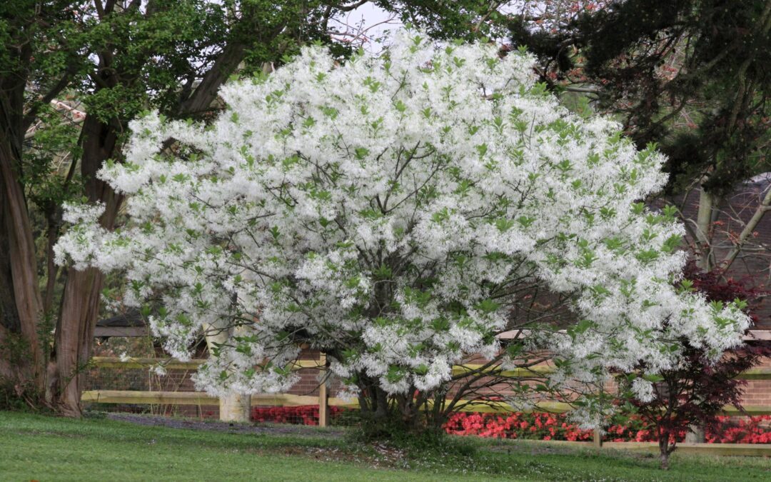 Free Native Tree Giveaway