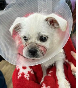 Caroline County authorities investigate animal abuse case
