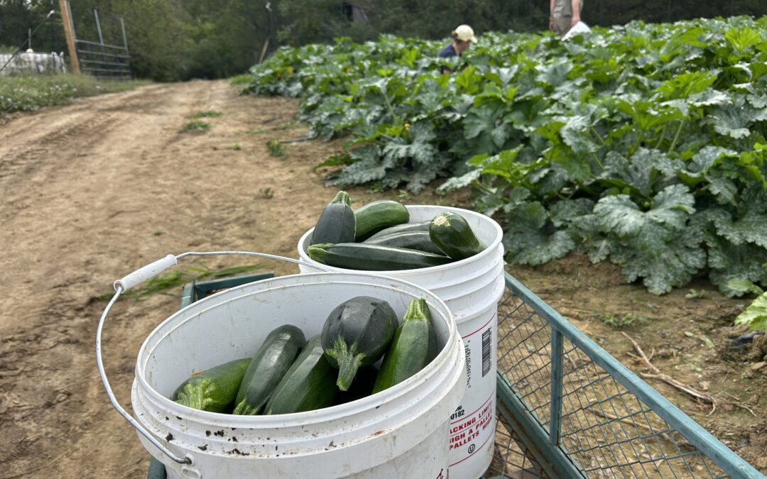 PHOTOS:  Rappahannock Education Farm hits first 800-pound harvest of the season