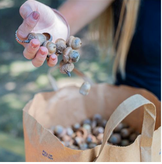 State forestry department seeks acorn donations to grow future forests