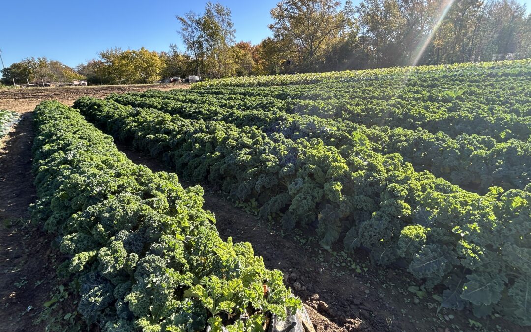 WATCH:   A goal surpassed!