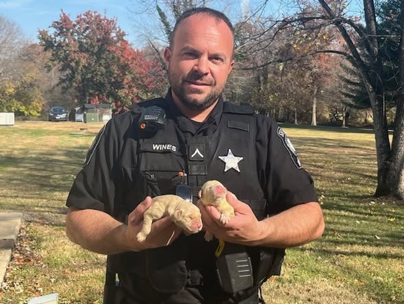 Fauquier Sheriff’s Office seeks information after six puppies found in Bealeton