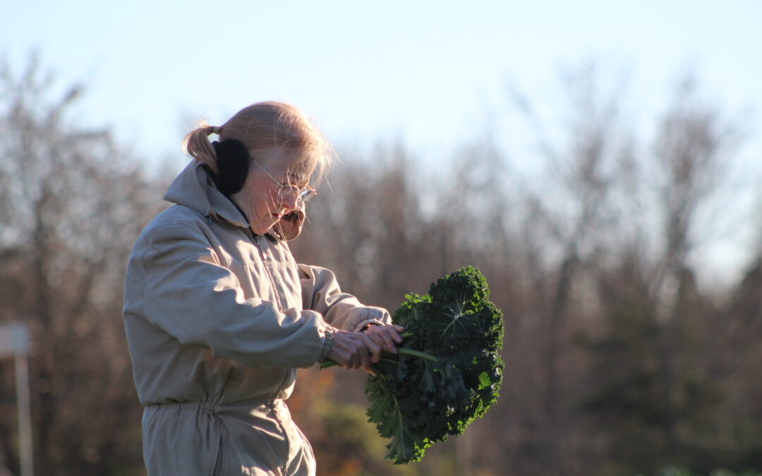 PHOTOS:  Fresh harvest pushes nonprofit farm’s yearly total past 35,600 pounds