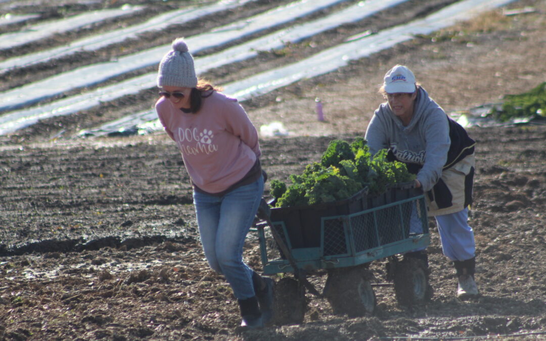 PHOTOS:  Volunteers put food first days before Christmas