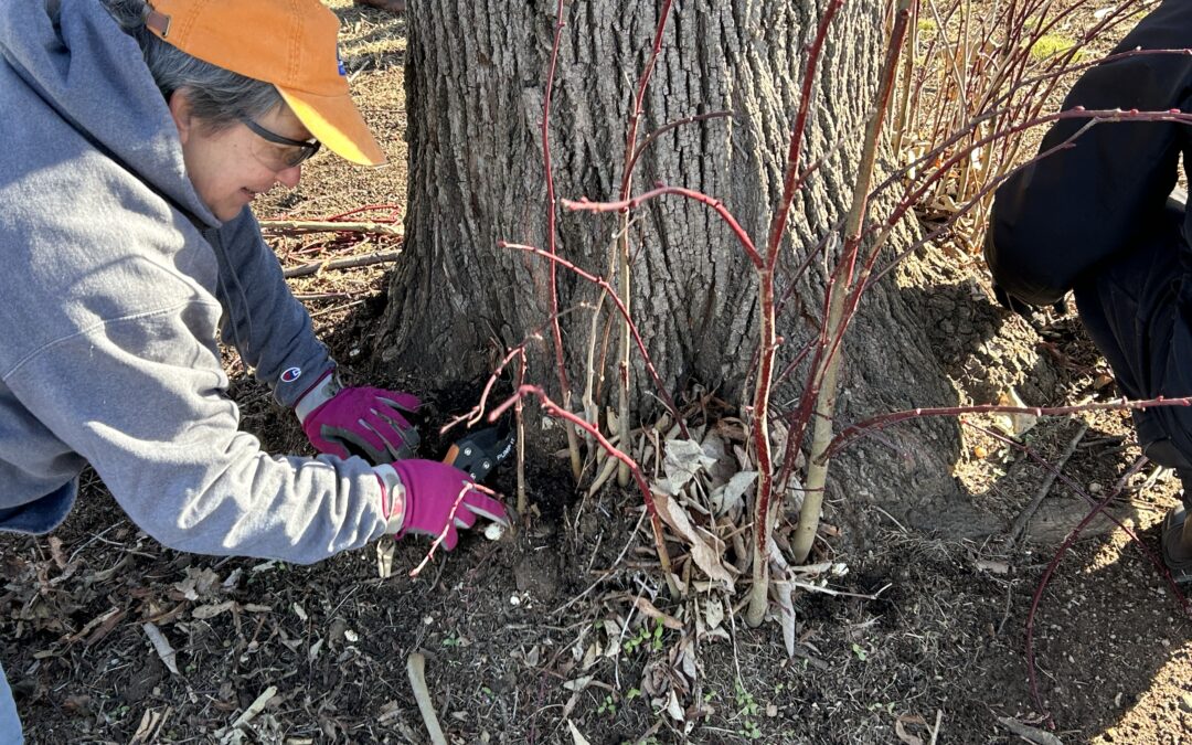 PHOTOS:  Rooted in care–Tree Fredericksburg volunteers at work