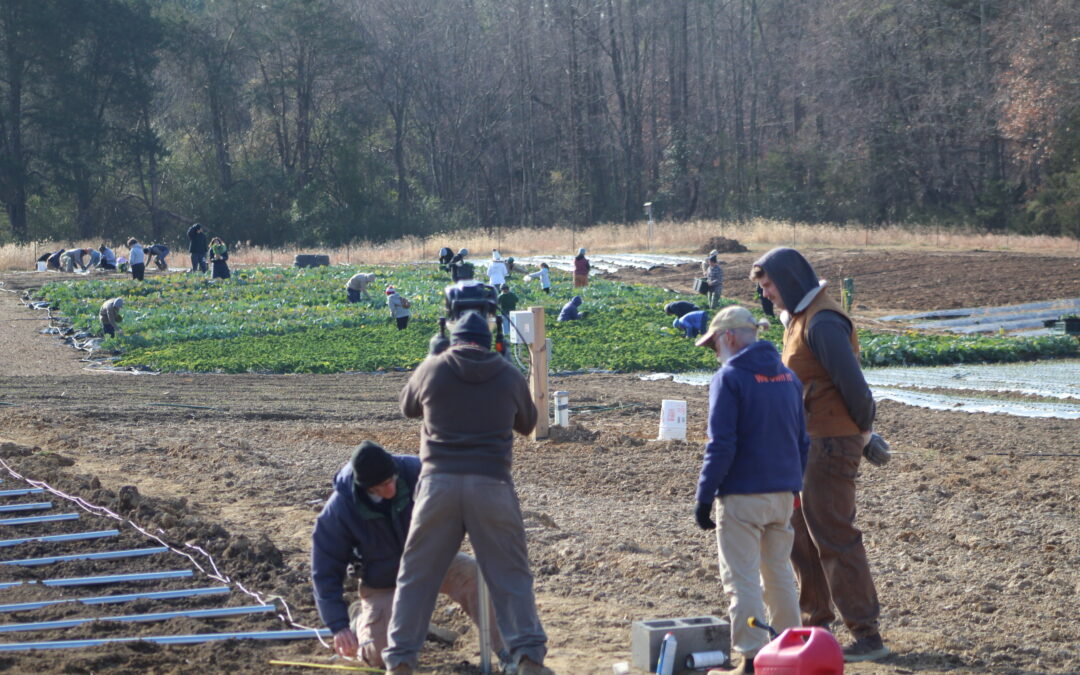 PHOTOS:  Final harvest of 2025 caps a big year at Rappahannock Education Farm