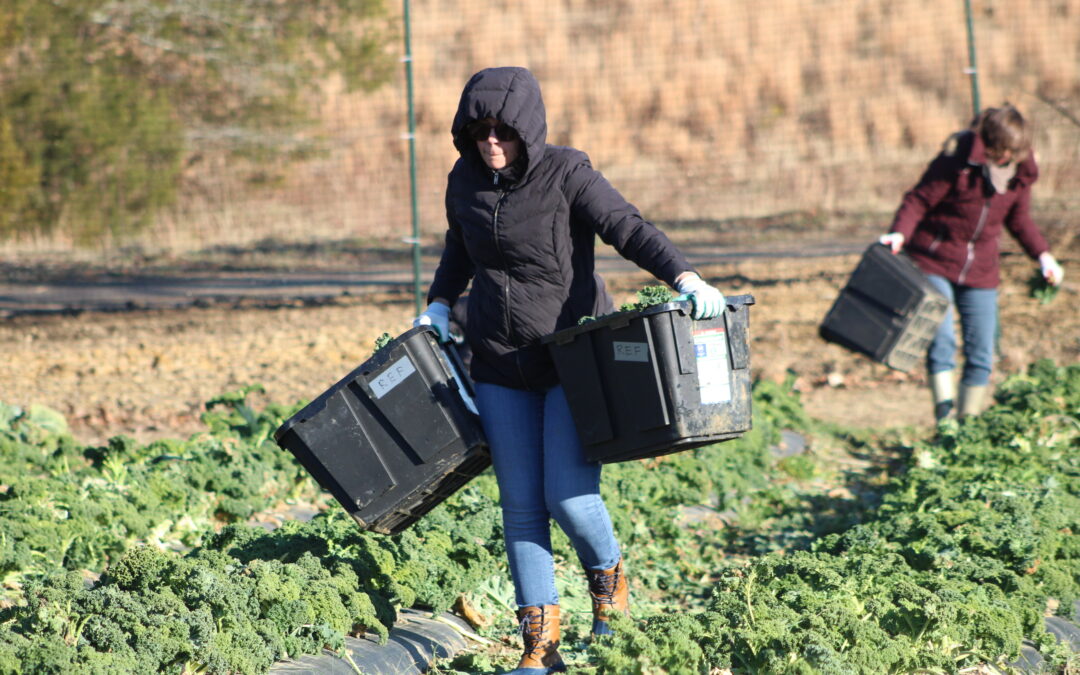 PHOTOS:  Rappahannock Education Farm volunteers turn cold day into big harvest