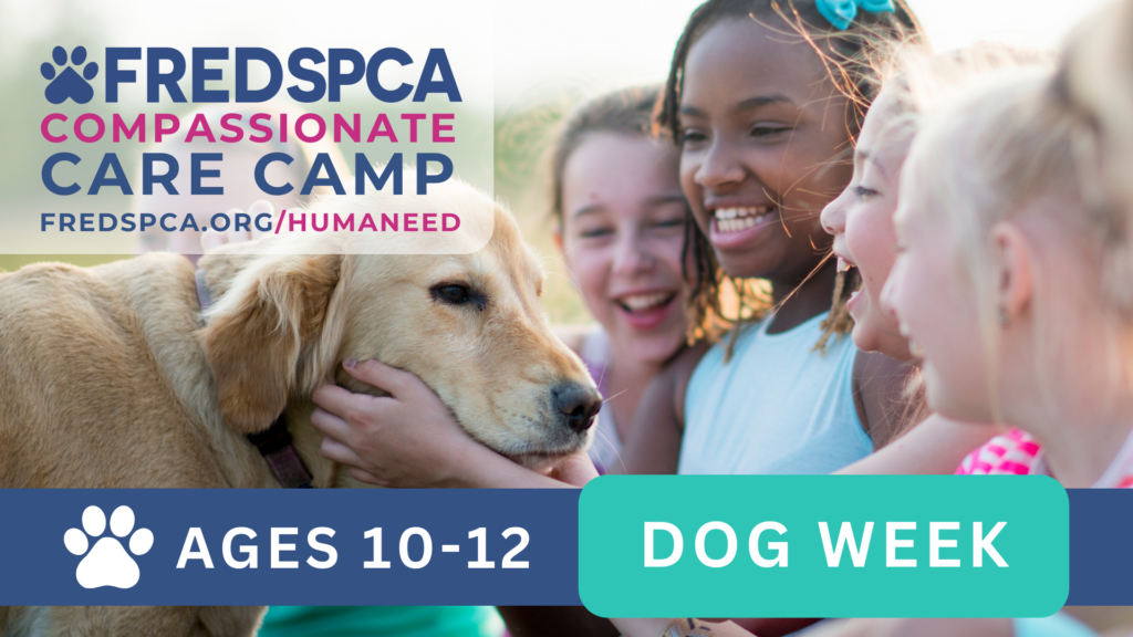 Compassionate Care Camp: Dog Week, Ages 10-12