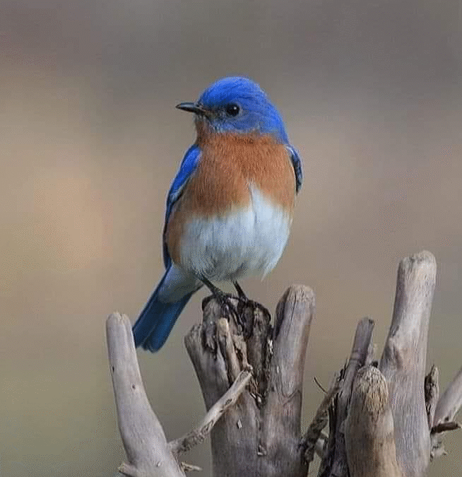“How to Attract Bluebirds to Your Yard”