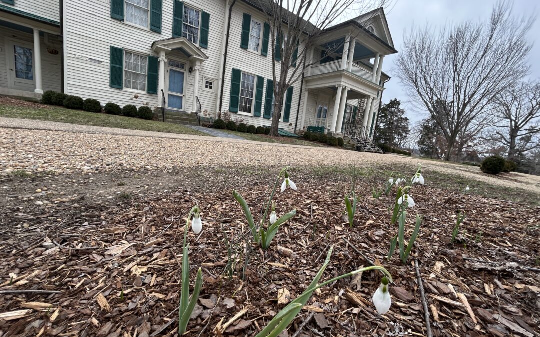 PHOTOS:  Early blooms offering a preview of spring at Belmont