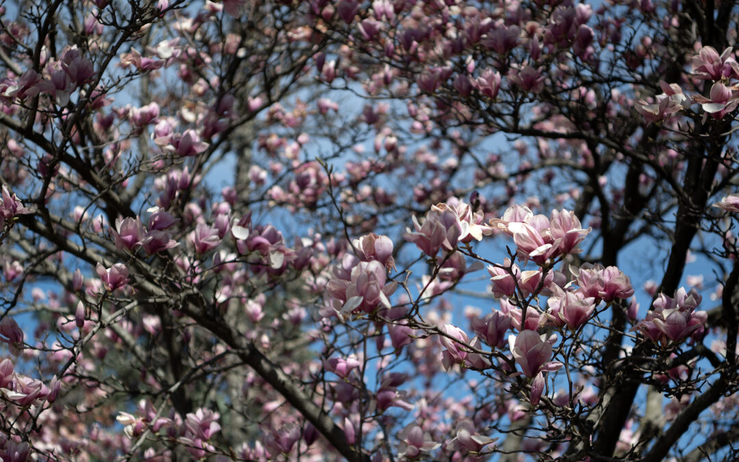 PHOTOS: Spring is on the way