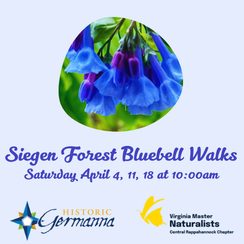 Siegen Forest Bluebell Walks