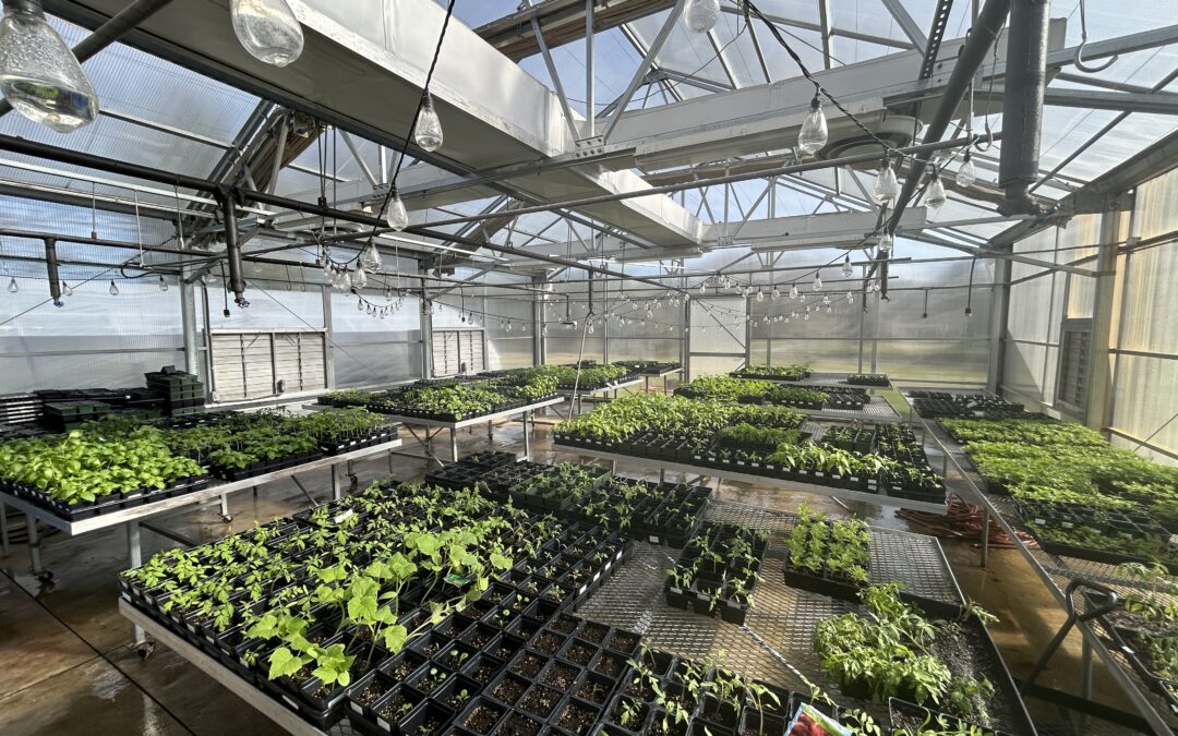 PHOTOS:  RAAI spring plant sale helps grow skills and independence