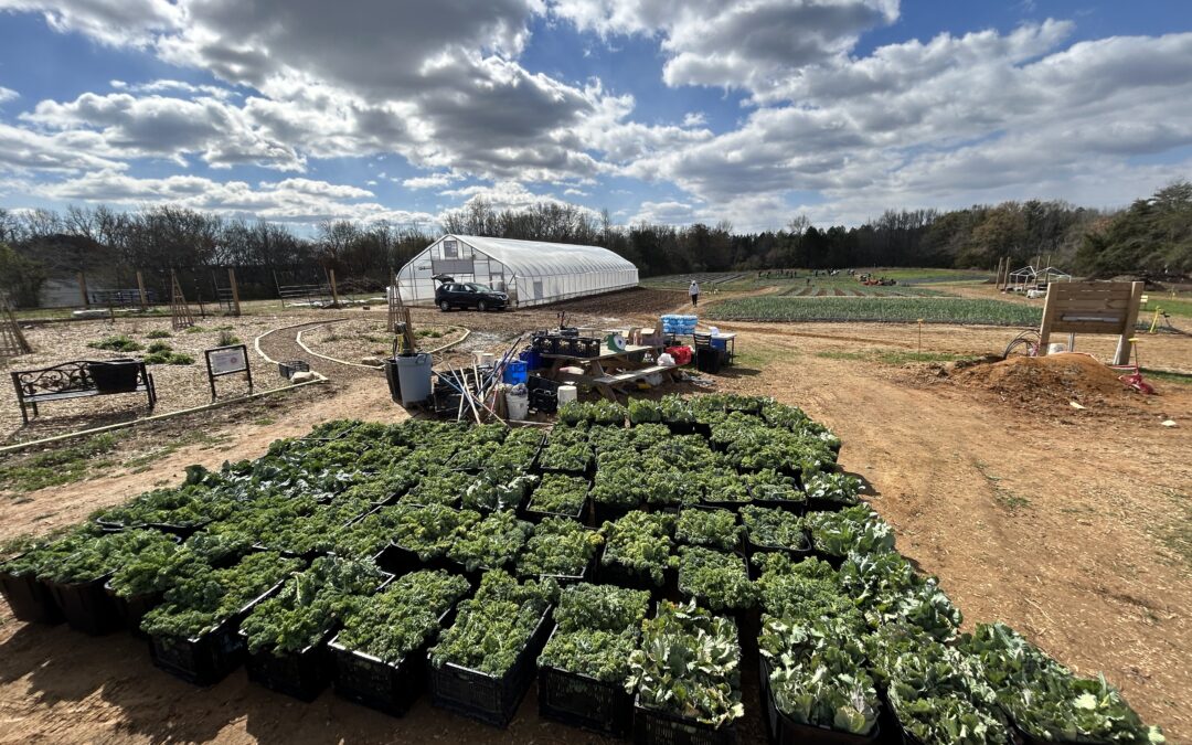 PHOTOS:  Cold can’t stop massive harvest at Rappahannock Education Farm