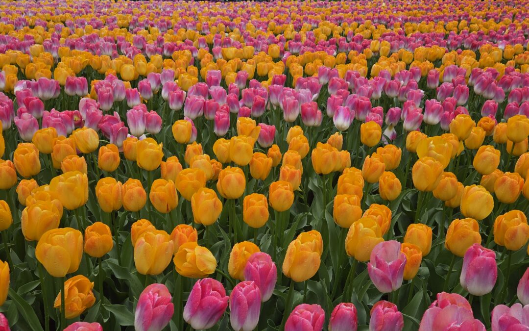 Bloomia launches Tulip Festival in King George