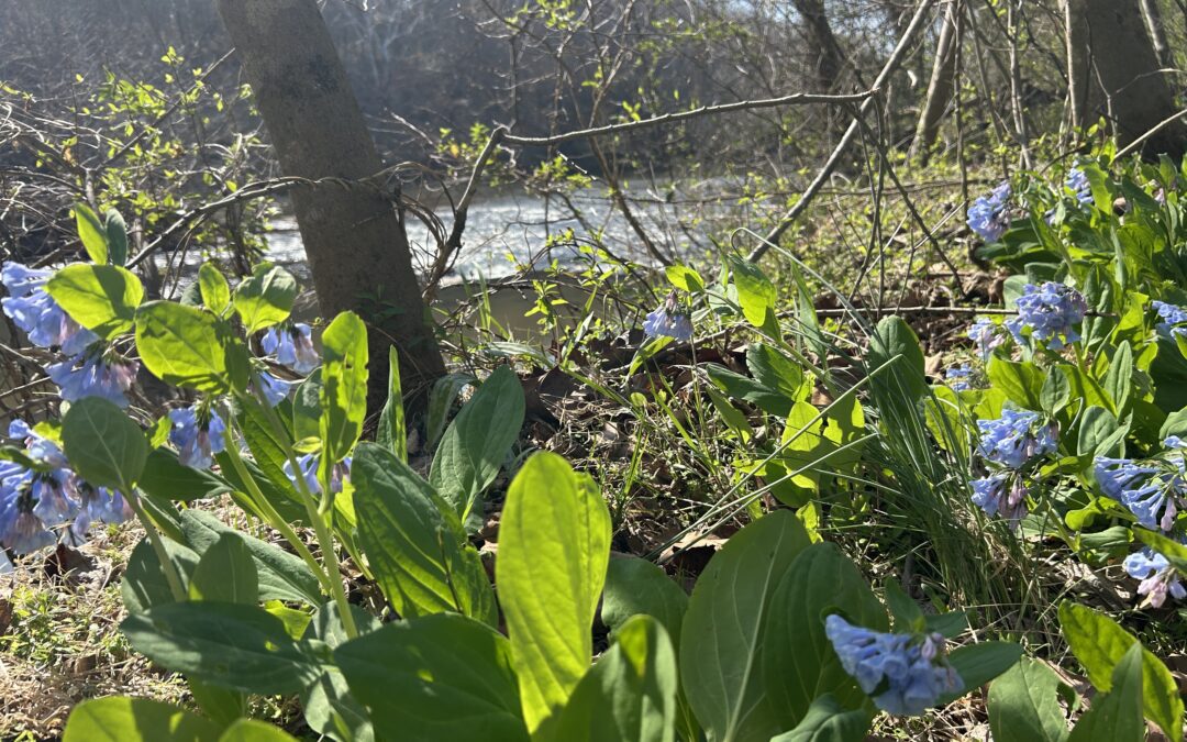 PHOTOS:  Bluebells begin bloom at Historic Germanna