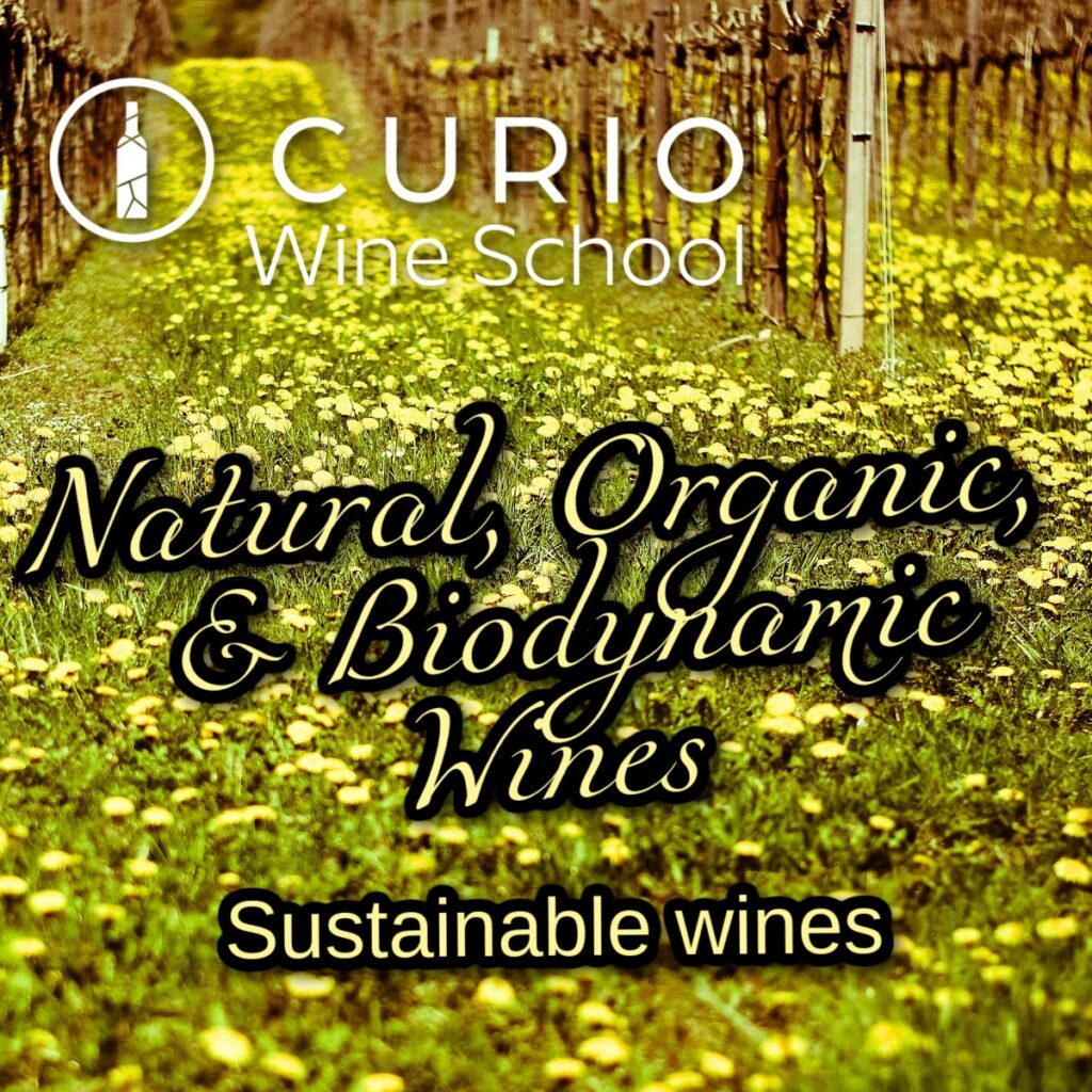 Curio Wine School: Natural, Organic, and Biodynamic Wines