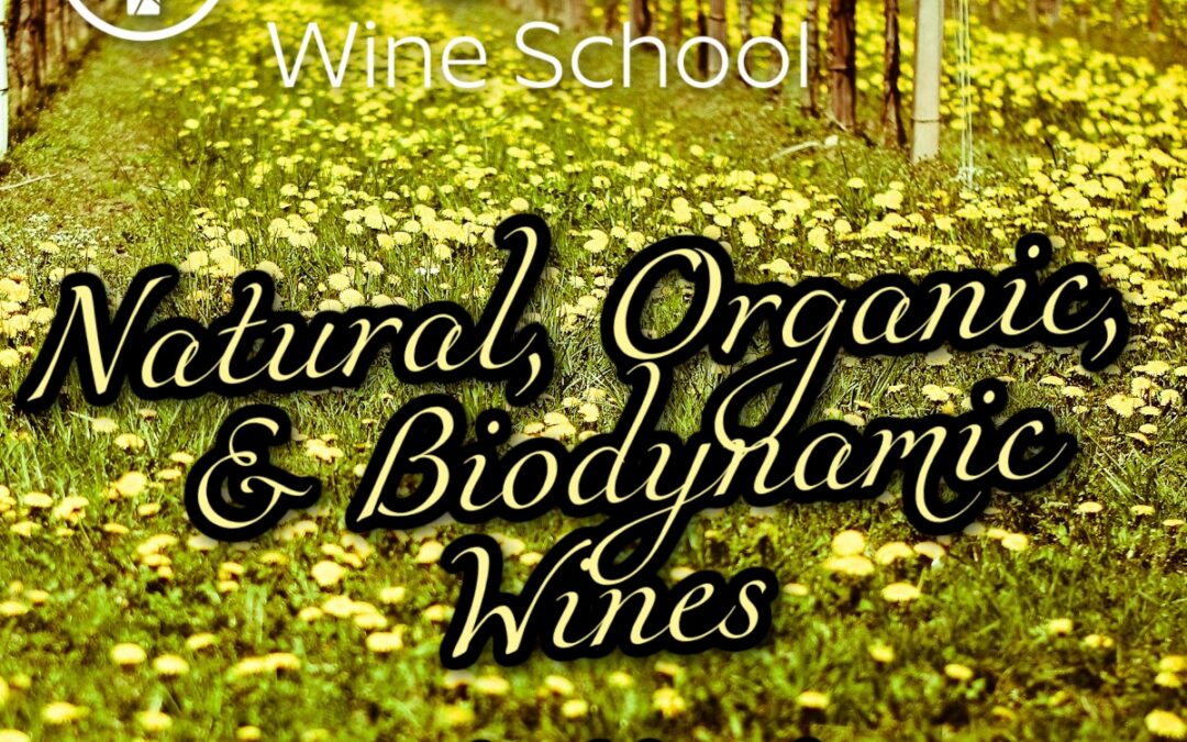 Curio Wine School: Natural, Organic, and Biodynamic Wines