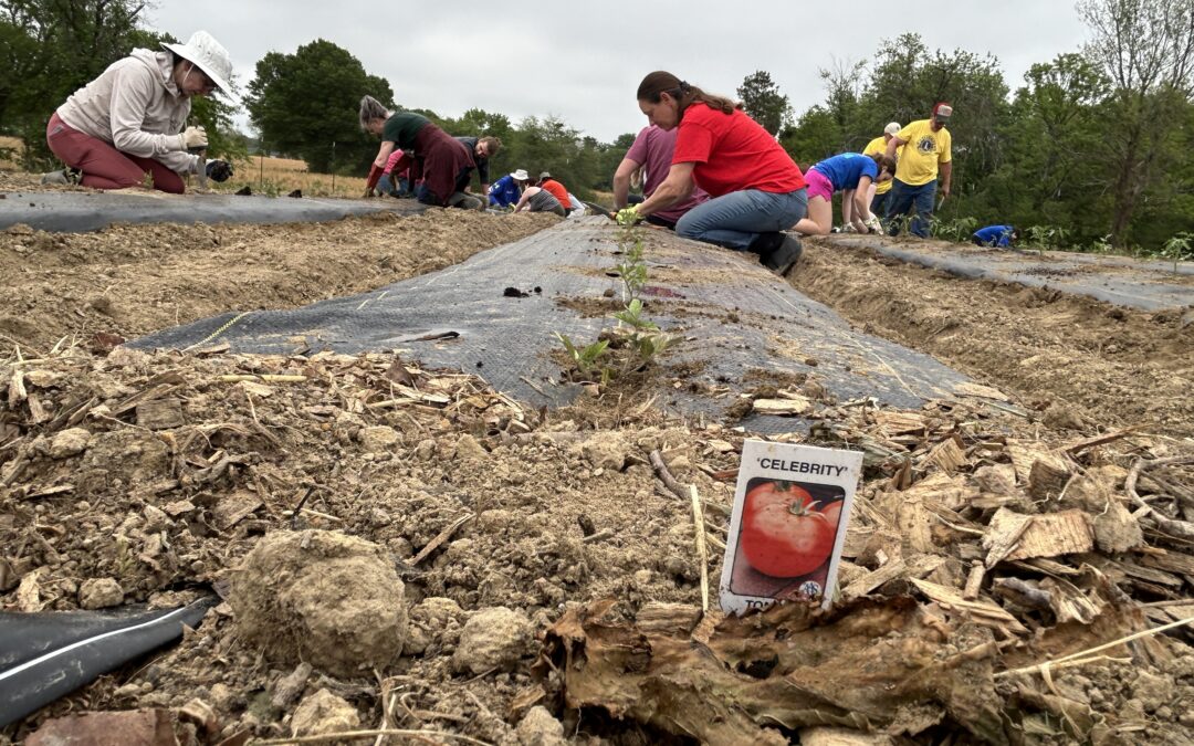 PHOTOS:  Tomato time in White Oak!