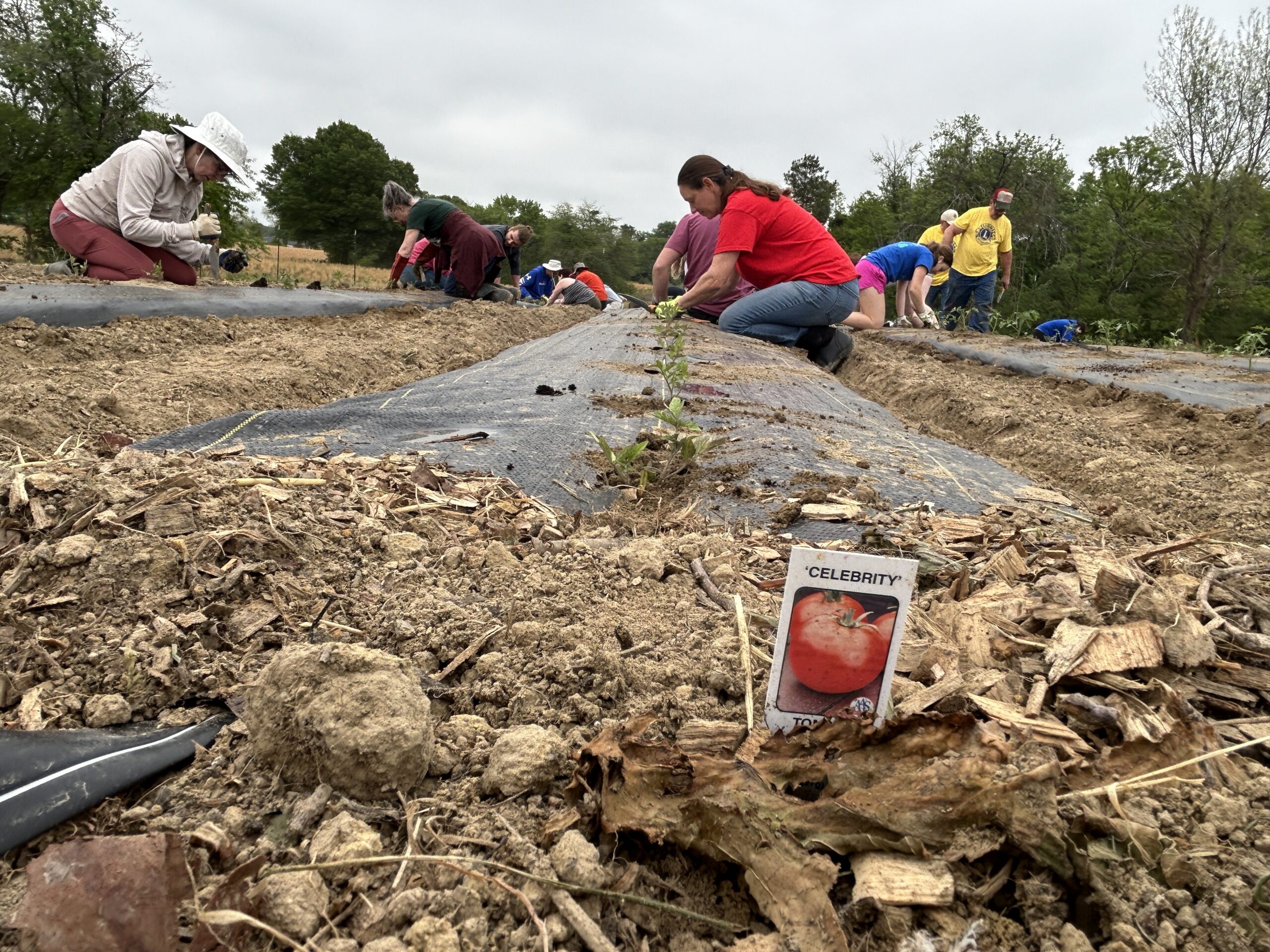 tomato様コムデギャルソン KEIICHI TANAMI WERK PHOTOS: Tomato time in White Oak! - Fredericksburg Free Press