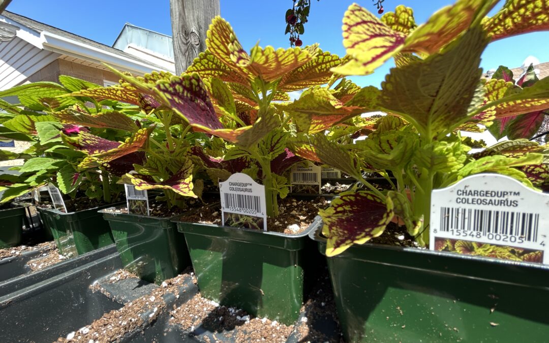 PHOTOS:  Plant sale in Stafford grows more than just flowers