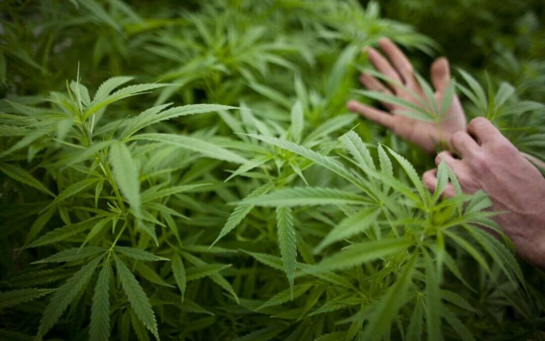 Spanberger vetoes cannabis bill, stalling legal sales again