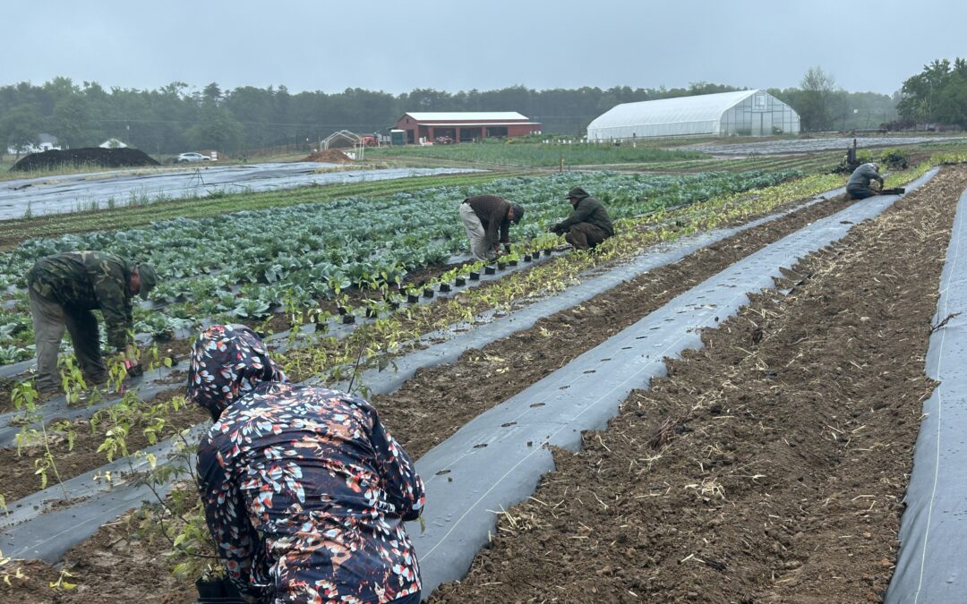 PHOTOS:  Planting through the rain at Rappahannock Education Farm