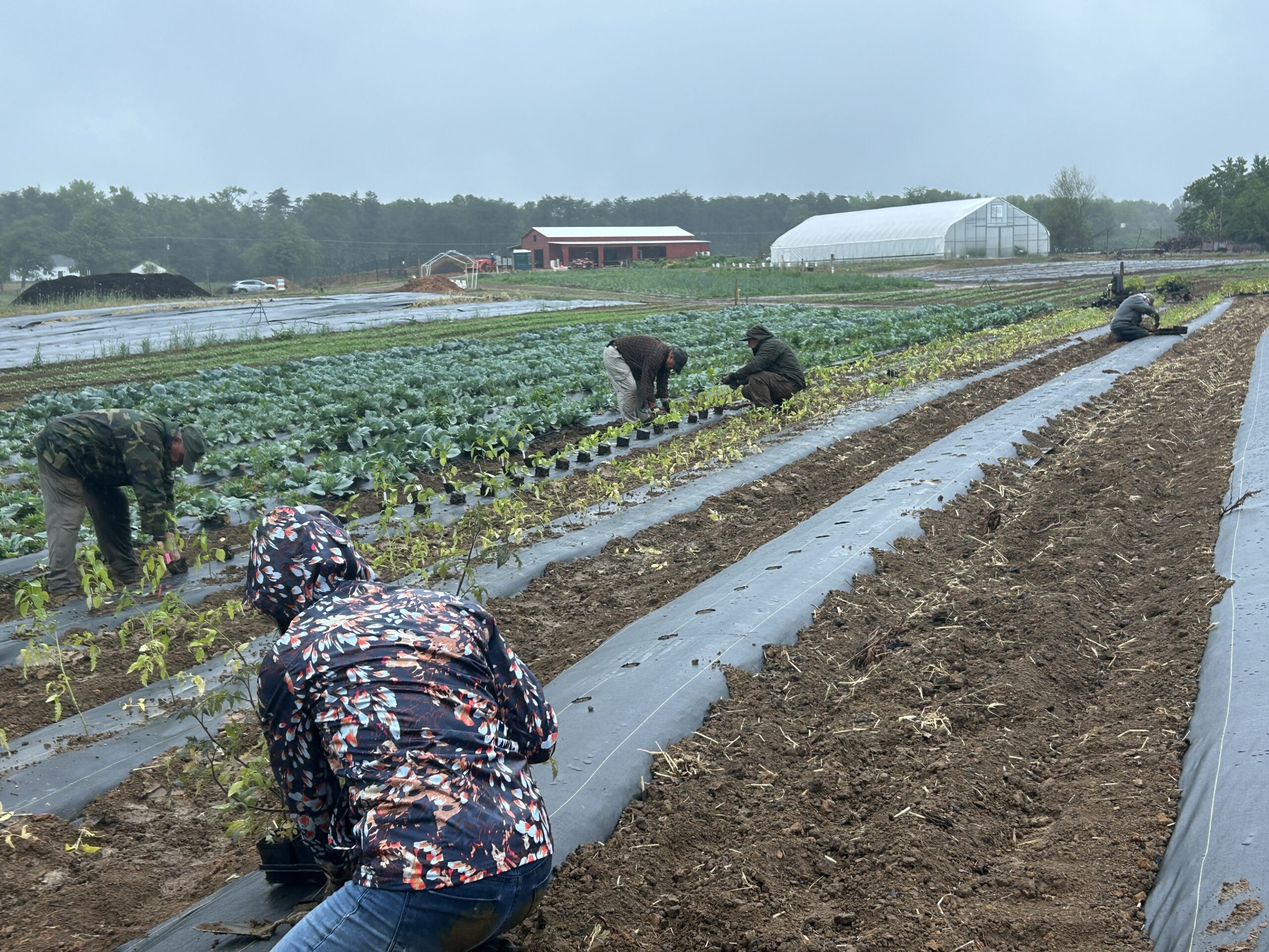 PHOTOS: Planting through the rain at Rappahannock Education Farm