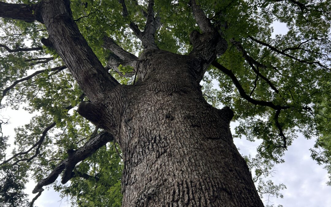 WATCH:  Efforts continue to safeguard century-old Eskridge Oak near Mary Washington Monument