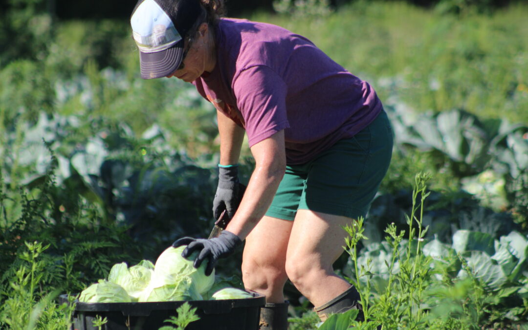 PHOTOS:  More than 20,000 pounds donated, and the harvest continues