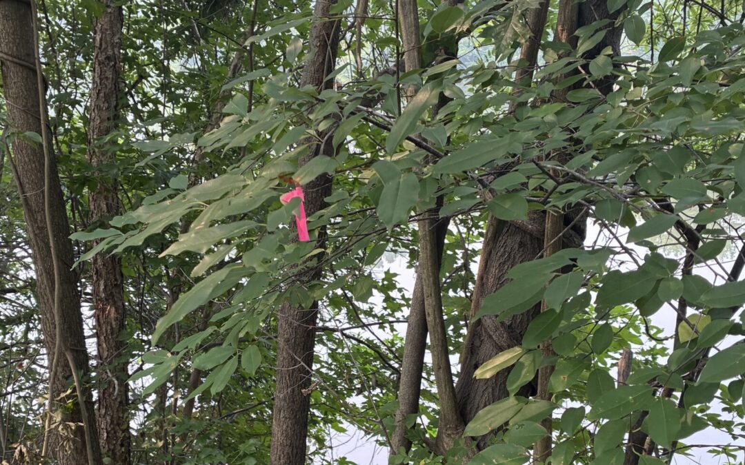 What’s with the pink ribbons on some trees along the Canal Path?