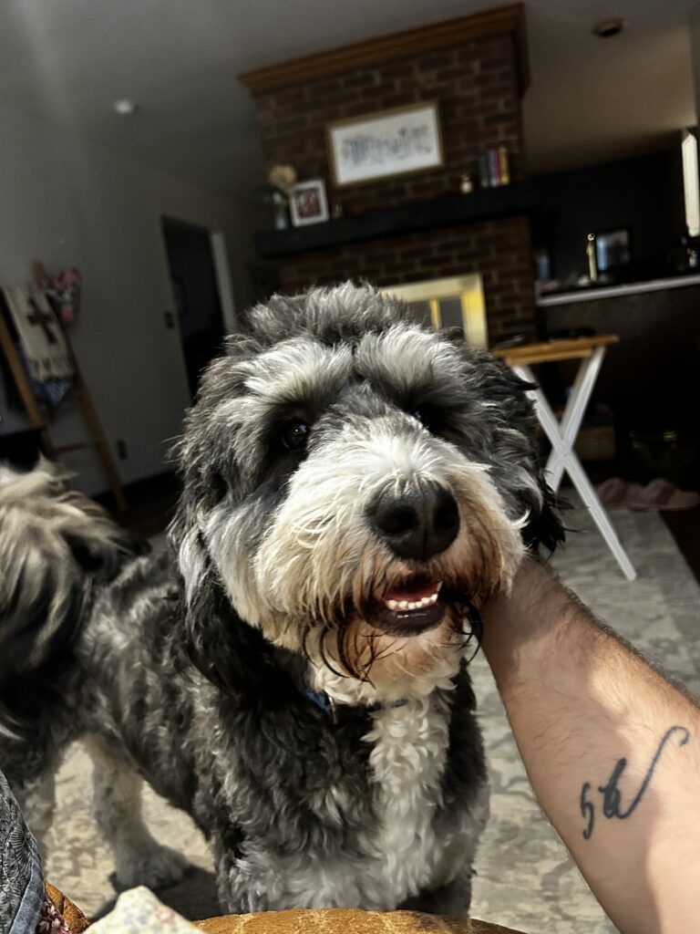 Lost and found: Musician’s missing dog inspires benefit show