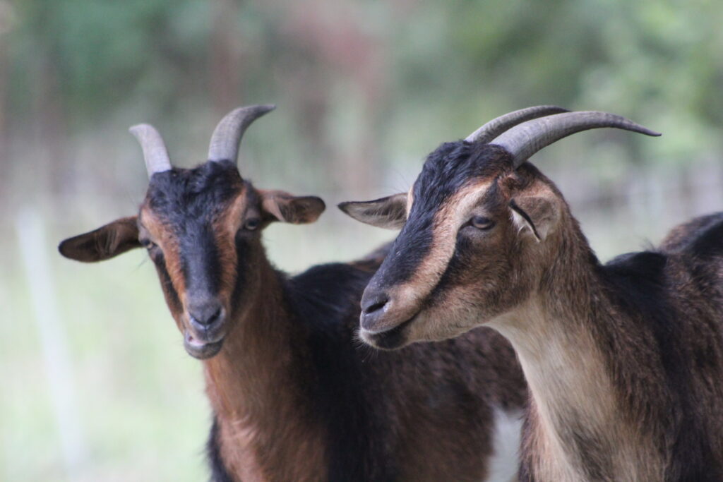 WATCH: Stafford farm works to save rare goat breed