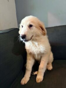 A dogged pursuit: Puppy’s adoption marks 10,000 rescues for Old Dominion Humane Society