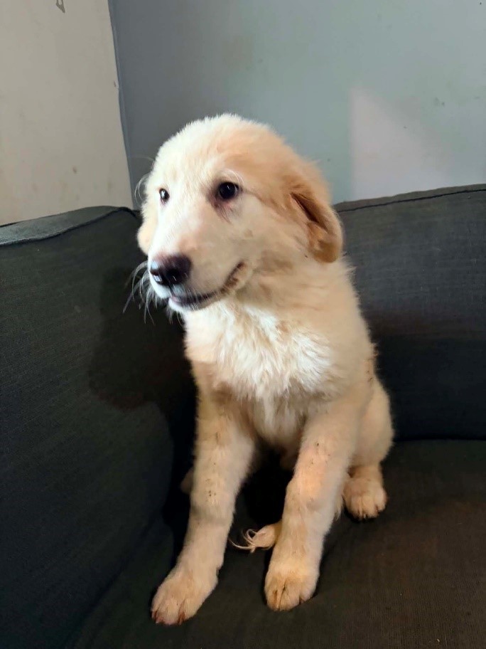 A dogged pursuit: Puppy’s adoption marks 10,000 rescues for Old Dominion Humane Society