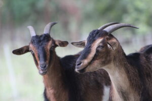 WATCH:  Stafford farm works to save rare goat breed