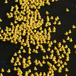 PHOTOS: Quacktoberfest