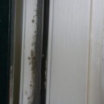 Bill would bolster protections for renters living with mold